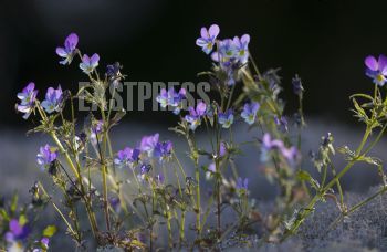 EA266560, Eastpress , Porvoo, Finland